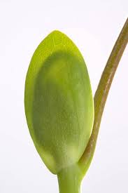 Attēlu rezultāti vaicājumam “Liriodendron tulipifera bud”