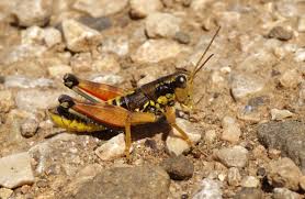 Attēlu rezultāti vaicājumam “Podisma pedestris”