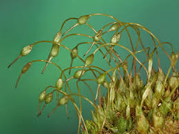 Attēlu rezultāti vaicājumam “Funaria hygrometrica”