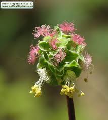 Attēlu rezultāti vaicājumam “Poterium sanguisorba flower”
