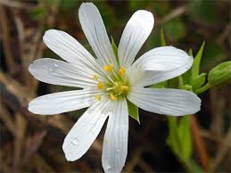 Attēlu rezultāti vaicājumam “Stellaria holostea flower”
