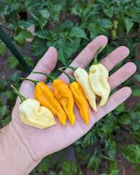 Afbeeldingsresultaat voor yellow fratali hot pepper