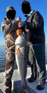 Image result for Sciaenops ocellatus