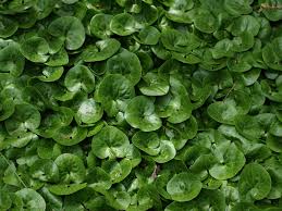 Attēlu rezultāti vaicājumam “Asarum europaeum”