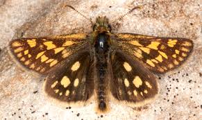 Attēlu rezultāti vaicājumam “Carterocephalus palaemon underside”