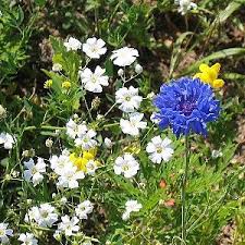 Image result for Gypsophila elegans