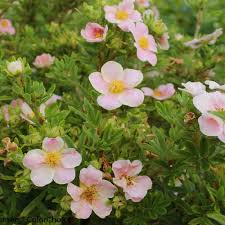 Attēlu rezultāti vaicājumam “Pentaphylloides fruticosa flower”