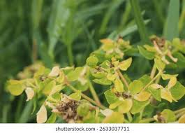 Attēlu rezultāti vaicājumam “Euphorbia palustris”