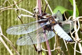 Attēlu rezultāti vaicājumam “Libellula depressa male”