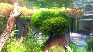 Attēlu rezultāti vaicājumam “Fissidens arnoldii macro”