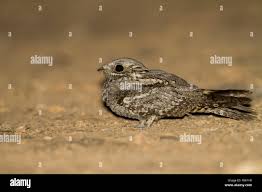 Attēlu rezultāti vaicājumam “Caprimulgus europaeus adult”