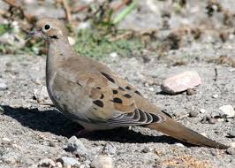 Image result for Zenaida macroura