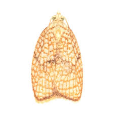 Attēlu rezultāti vaicājumam “Acleris forsskaleana”