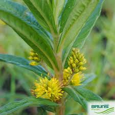 Attēlu rezultāti vaicājumam “Lysimachia thyrsiflora flower”