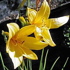 Attēlu rezultāti vaicājumam “Hemerocallis lilioasphodelus flower”