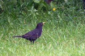 Attēlu rezultāti vaicājumam “Turdus merula male”