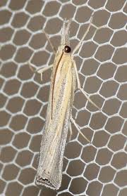 Attēlu rezultāti vaicājumam “Pediasia fascelinella”