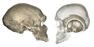 Image result for elongated skulls
