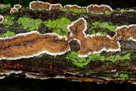 Attēlu rezultāti vaicājumam “Cylindrobasidium evolvens”