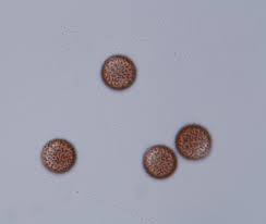 Attēlu rezultāti vaicājumam “Physarum bivalve sessile”