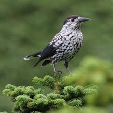 Attēlu rezultāti vaicājumam “Nucifraga caryocatactes adult”