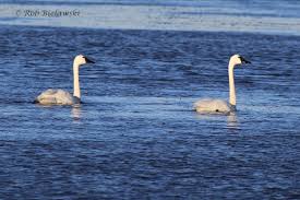 Attēlu rezultāti vaicājumam “Cygnus columbianus adult”