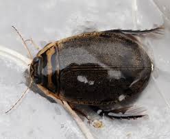 Attēlu rezultāti vaicājumam “Acilius sulcatus female”