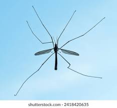 Attēlu rezultāti vaicājumam “Tipulidae”