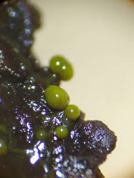 Attēlu rezultāti vaicājumam “Physarum viride var. incanum stalked”