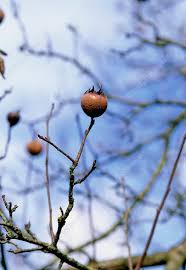 Attēlu rezultāti vaicājumam “Mespilus germanica fruit”