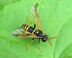 Attēlu rezultāti vaicājumam “Tenthredo scrophulariae”