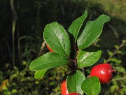 Attēlu rezultāti vaicājumam “Cotoneaster divaricatus fruit”