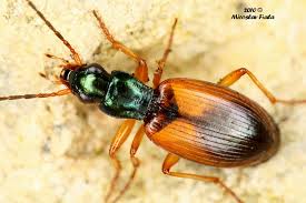 Attēlu rezultāti vaicājumam “Anchomenus dorsalis”