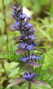 Attēlu rezultāti vaicājumam “Ajuga genevensis flower”