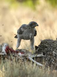 Attēlu rezultāti vaicājumam “Accipiter gentilis”