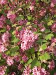 <b>Ribes</b> sanguineum flower