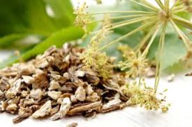 Attēlu rezultāti vaicājumam “Angelica archangelica fruit”