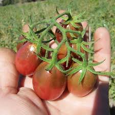 Afbeeldingsresultaat voor prudence purple tomato