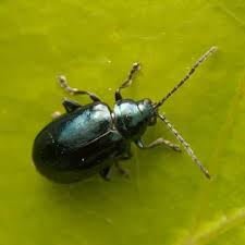 Attēlu rezultāti vaicājumam “Altica sp.”