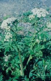 Attēlu rezultāti vaicājumam “Chaerophyllum aromaticum fruit”