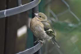 Attēlu rezultāti vaicājumam “Fringilla coelebs juvenile”