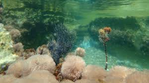 Attēlu rezultāti vaicājumam “Ceramium sp.”