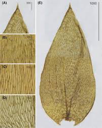 Attēlu rezultāti vaicājumam “Brachythecium campestre”