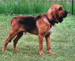 Image result for Carlisle BloodHounds