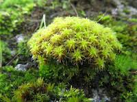 Attēlu rezultāti vaicājumam “Tortula lingulata macro”