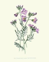Attēlu rezultāti vaicājumam “Cardamine pratensis flower”