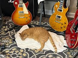 Image result for Cat sleeping in guitar