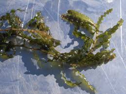 Attēlu rezultāti vaicājumam “Potamogeton compressus leaf”