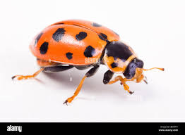 Attēlu rezultāti vaicājumam “Hippodamia tredecimpunctata”