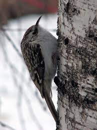 Attēlu rezultāti vaicājumam “Certhia familiaris adult”